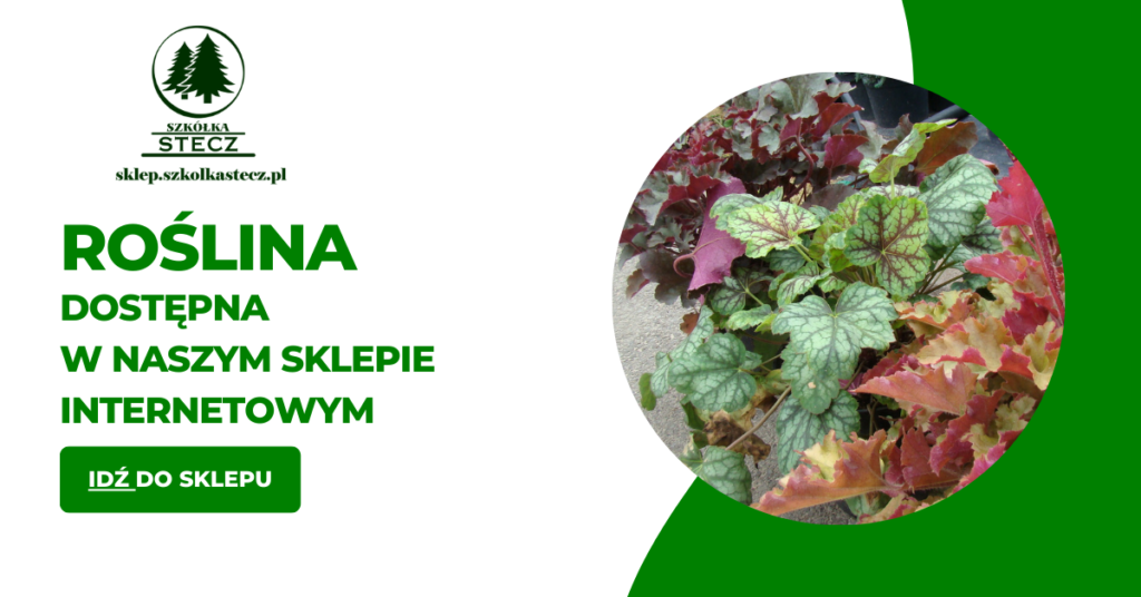 Żurawka sadzonki sklep