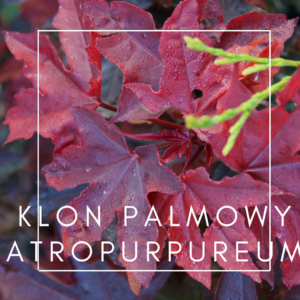 Klon palmowy  Atropurpureum