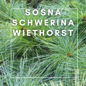 Sosna Schwerina Wiethorst