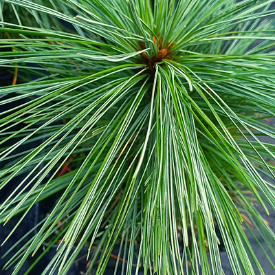 Sosna schweina Wiethorst