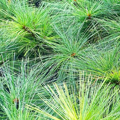 sosna schwerina Wiethorst 