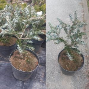 Jodła koreańska Silberlocke