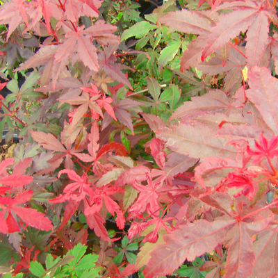 Klon palmowy Atropurpureum