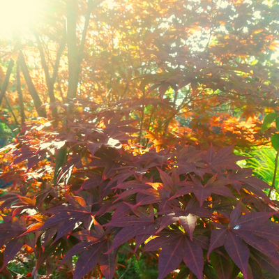 Klon palmowy atropurpureum