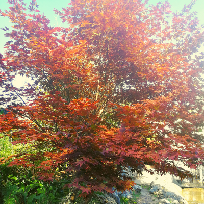 Klon palmowy atropurpureum